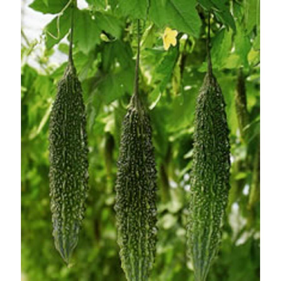 えらぶ 100粒 ニガウリ にがうり 苦瓜 ヤエ交配 【八江農芸 種 たね タネ】【通常5倍 5のつく日はポイント10倍】 | 