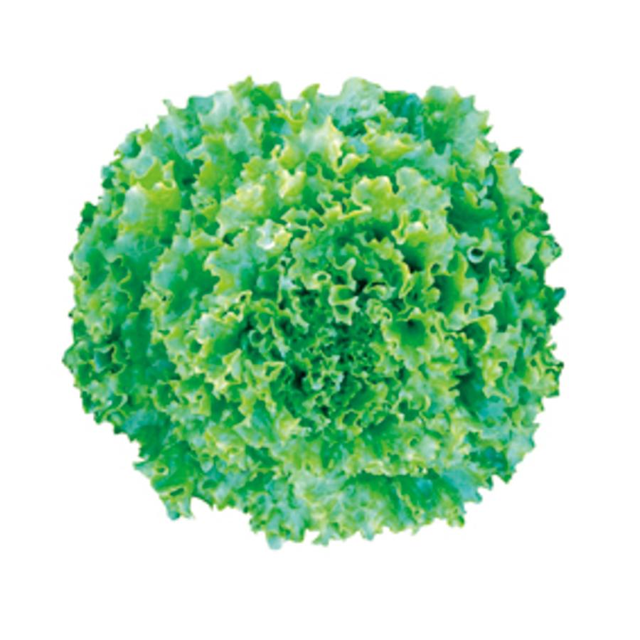 フレアベル ペレットコート5千粒PC レタス 雪印種苗 【雪印種苗 種 たね タネ 】【通常5倍 5のつく日はポイント10倍】