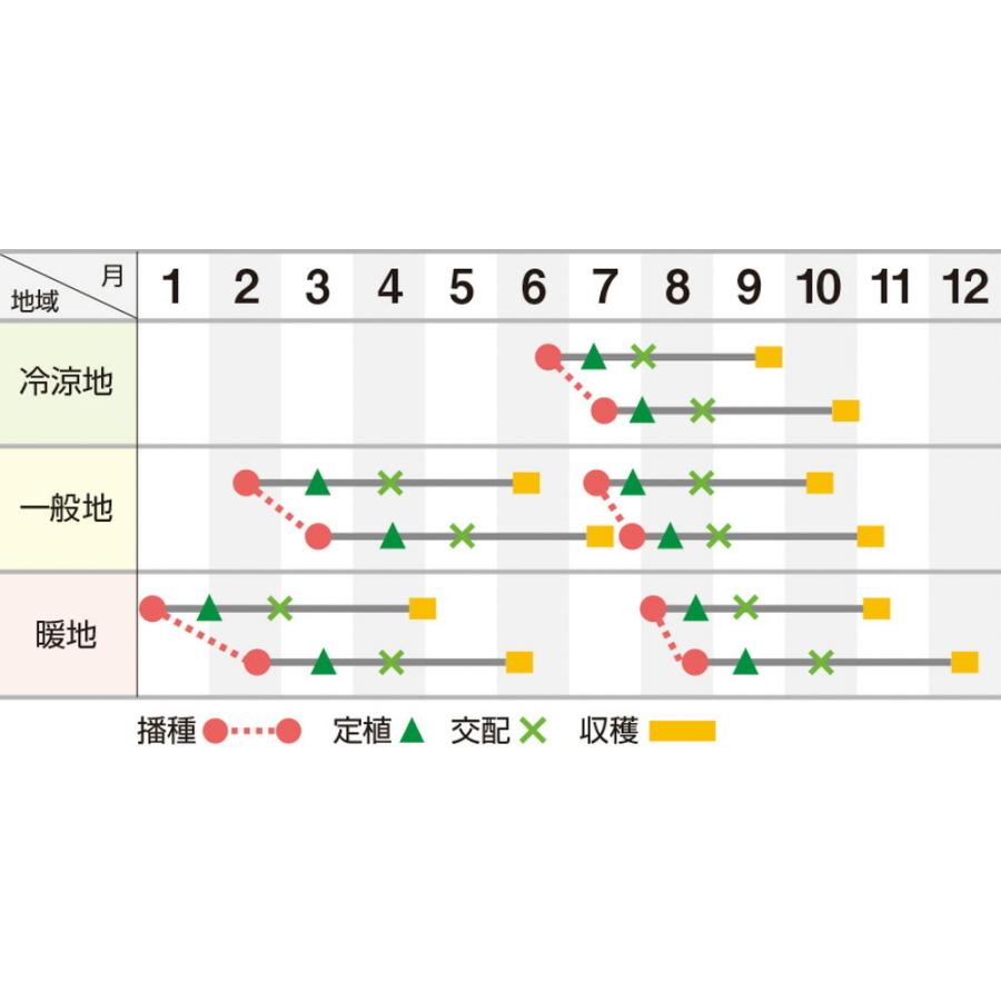 雅302 100粒 めろん メロン 舐瓜 ウエキ交配 横浜植木 【横浜植木 種 たね タネ 】【通常5倍 5のつく日はポイント10倍】 |  | 01