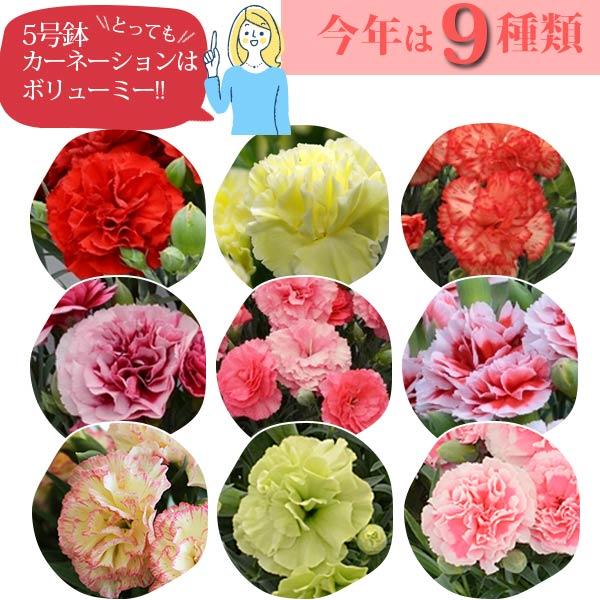 母の日 プレゼント 花 カーネーション 9色から選べる 花鉢 ギフト 5号 