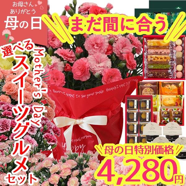 当日出荷 母の日 まだ間に合う ギフト カーネーション 花 2026 鉢植え 選べる8色 花とスイーツ 食べ物 セット 送料無料 プレゼント 生花 5号（Yahoo!・愛dealギフト ヤフーショップ）