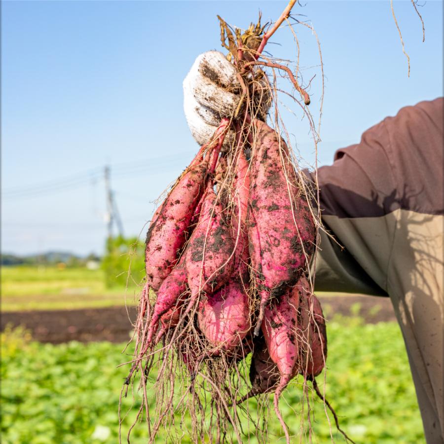 ポイント2倍) さつまいも 紅はるか 鹿児島 生芋 3kg SMLサイズ 土付き 