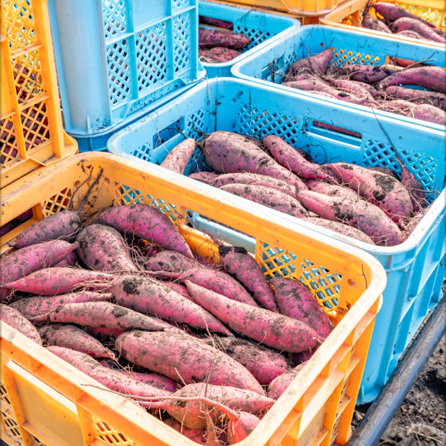 さつまいも 紅はるか 鹿児島 生芋 3kg SMLサイズ 土付き 産地直送