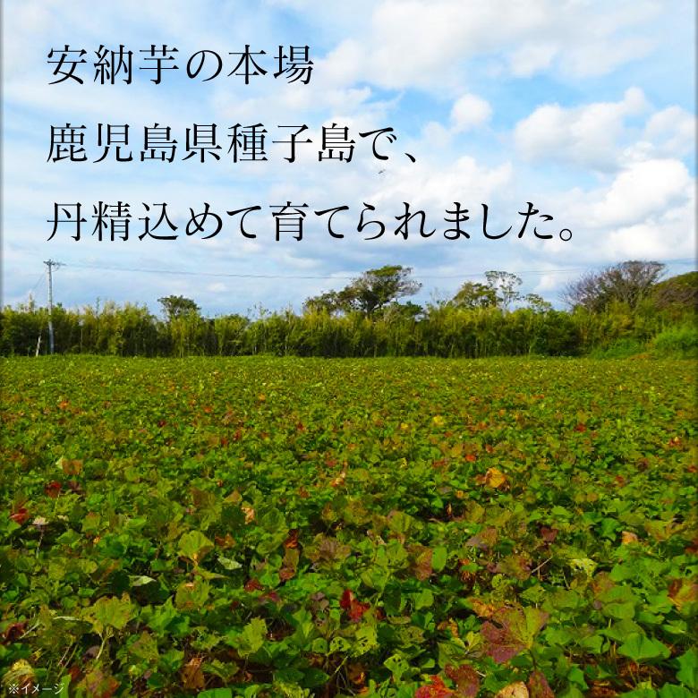 (完売御礼) さつまいも 安納芋 種子島 産 取り寄せ 生芋 3kg 1箱 Mサイズ 土付き 箱買い 送料無料 美味しい 鹿児島産 安納 芋 生 サツマイモ 焼き芋 に｜jyonetsubatake｜05