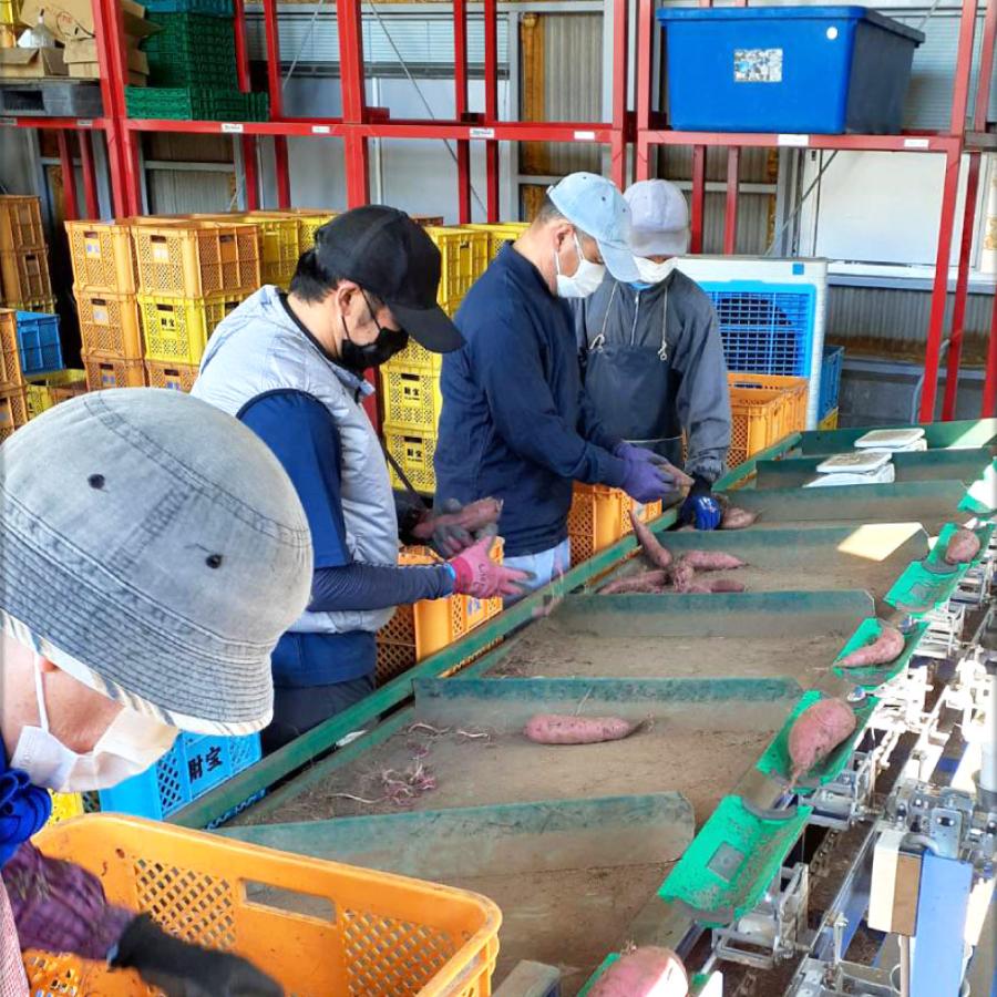 ポイント2倍) さつまいも 紅はるか 鹿児島 生芋 6kg 1箱 2Lサイズ 土付き 美味しい 鹿児島県 大隅産 :1826-c1:情熱畑 Yahoo!店 - 通販 - Yahoo!ショッピング ポイント2倍) さつまいも 紅はるか 鹿児島 生芋 6kg 1箱 2Lサイズ 土付き 美味しい 鹿児島県 大隅産 :1826-c1:情熱畑 Yahoo!店 - 通販 - Yahoo!ショッピング