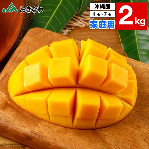 (ポイント2倍) マンゴー 沖縄 家庭用 訳あり JAおきなわ 完熟マンゴー 1.8kg(4〜7玉) アップルマンゴー 爆買（Yahoo!・情熱畑 Yahoo!店）