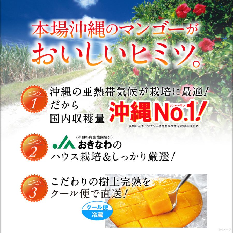 マンゴー 沖縄 家庭用 JAおきなわ 完熟マンゴー 2kg (4〜7玉) アップルマンゴー 訳あり 沖縄マンゴー 訳ありマンゴー マンゴージュース 料理｜jyonetsubatake｜07