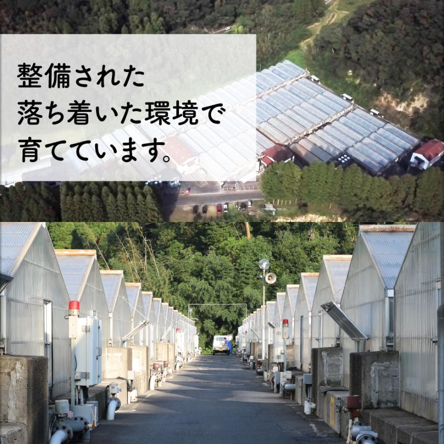 (ポイント3倍) うなぎ 国産 鰻 蒲焼き プレゼント ギフト お歳暮 2024 170g 2尾 鹿児島 大隅 冷凍 送料無料