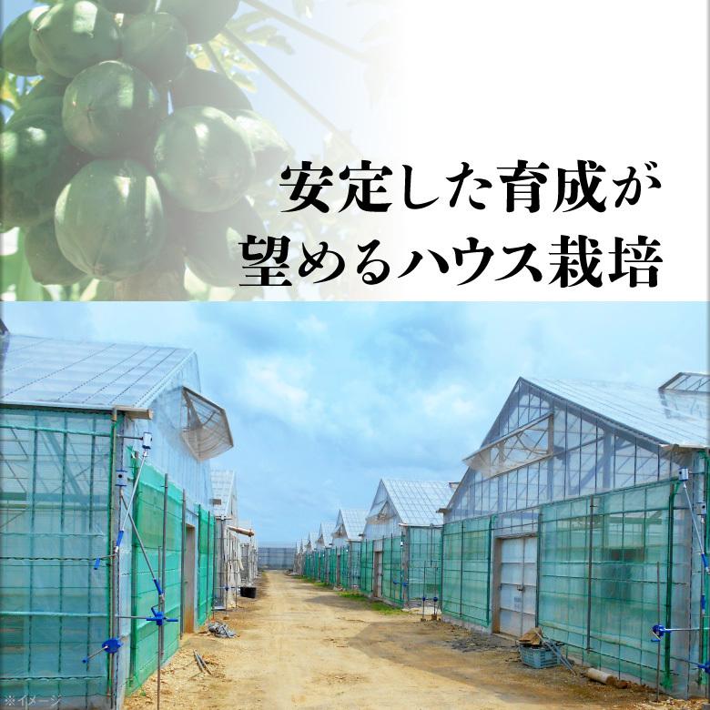 パパイヤ フルーツ 種なし 石垣珊瑚 2kg (3〜5玉) ギフト 果物 沖縄県 石垣島産｜jyonetsubatake｜07