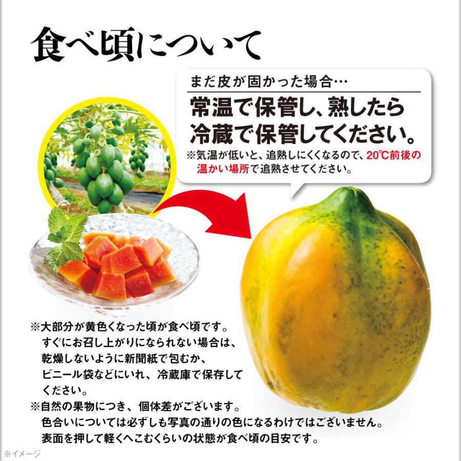 パパイヤ フルーツ 種なし 石垣珊瑚 2kg (3〜5玉) ギフト 果物 沖縄県 石垣島産｜jyonetsubatake｜08