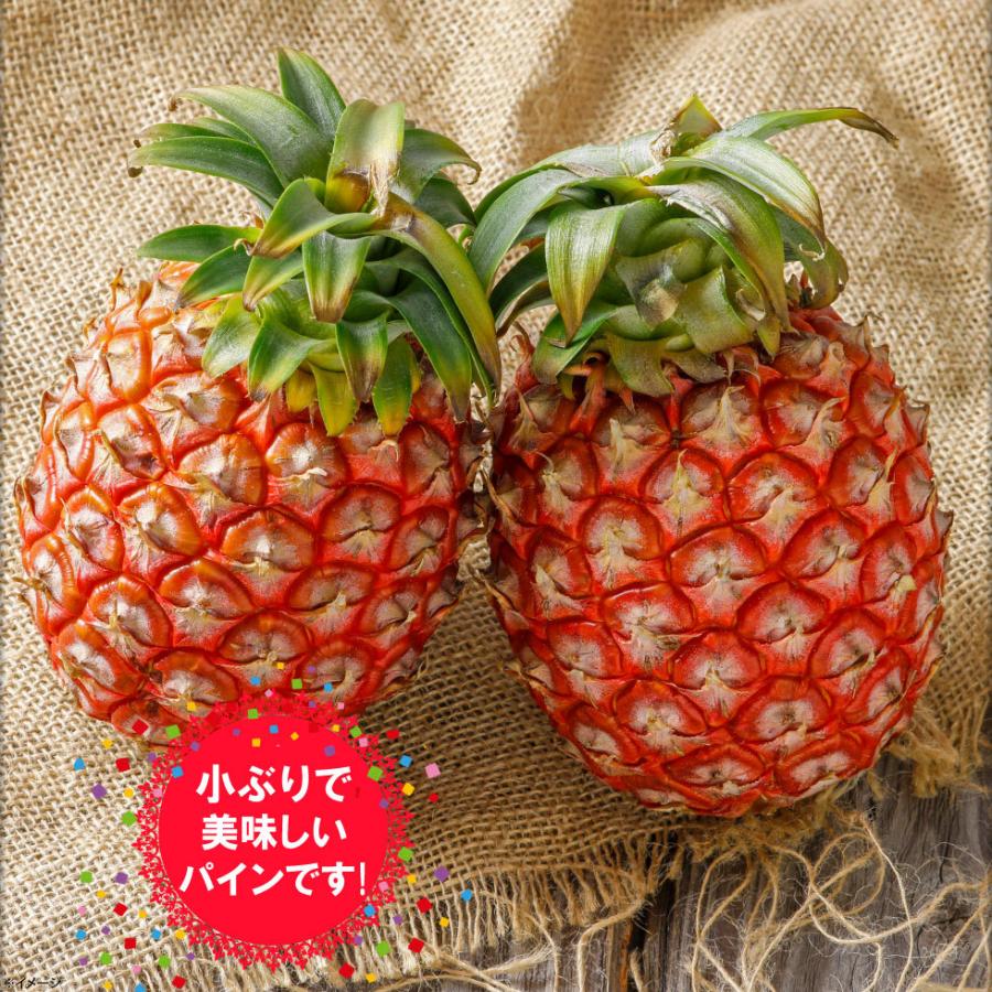 ポイント2倍) パイナップル ピーチパイン JAおきなわ 沖縄産 L ポイント2倍) パイナップル ピーチパイン JAおきなわ 沖縄産 L