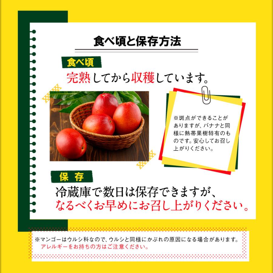 マンゴー 沖縄 秀品 JAおきなわ ギフト 完熟マンゴー 2kg (1箱2