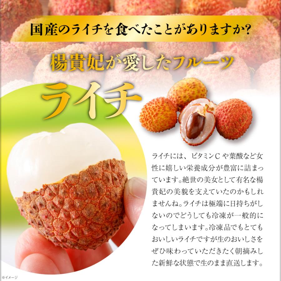 生ライチ 国産 ライチ 生 訳あり 家庭用 500g 鹿児島県産 詰め合わせ