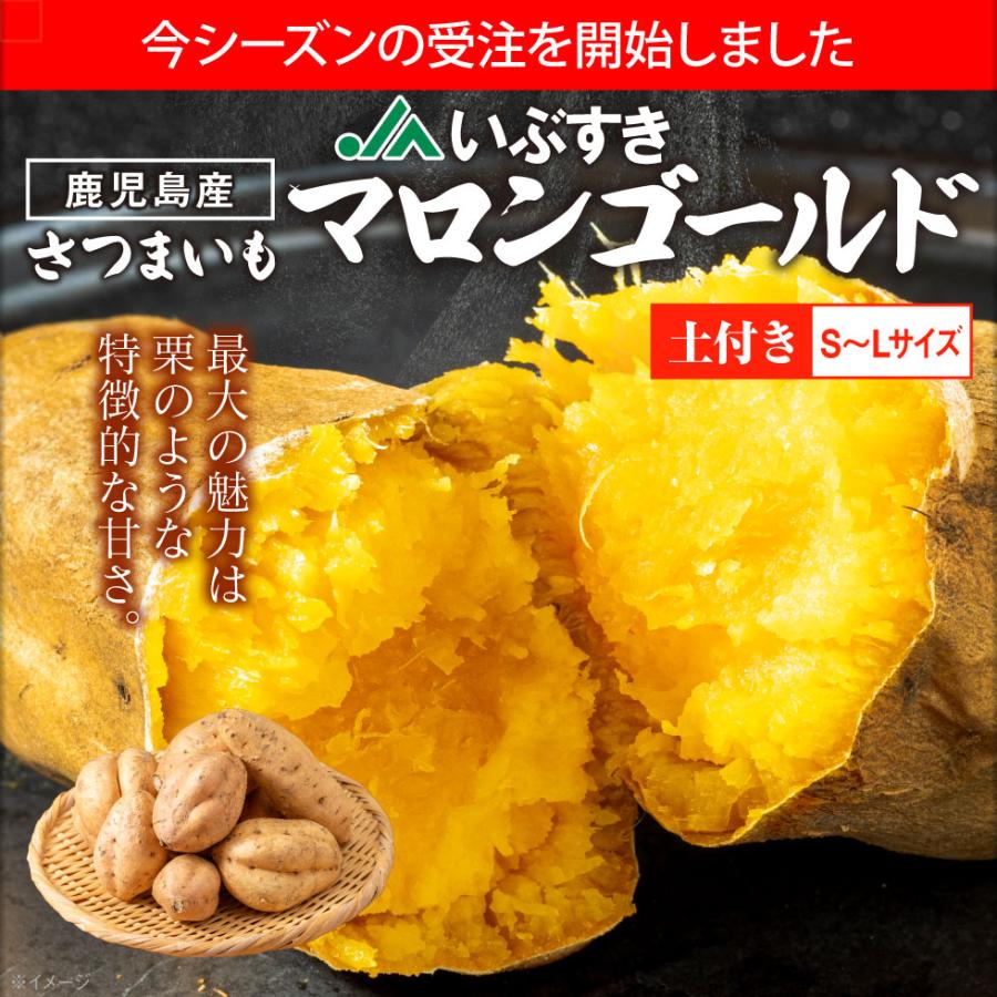 さつまいも マロンゴールド JAいぶすき 鹿児島産 生芋 SML 3kg 希少 栗