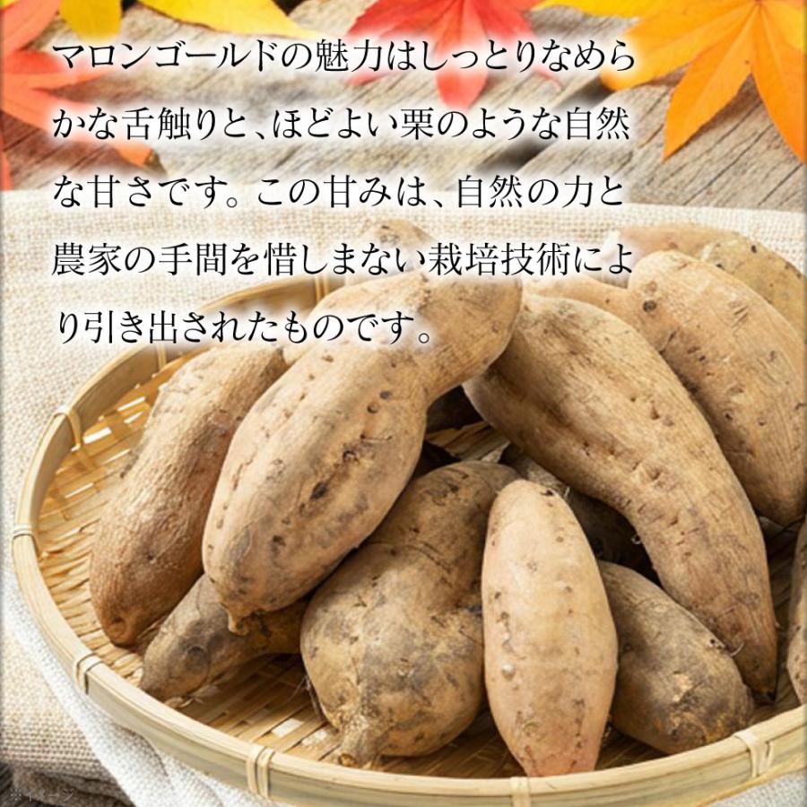 ポイント2倍) さつまいも マロンゴールド JAいぶすき 鹿児島産 生芋