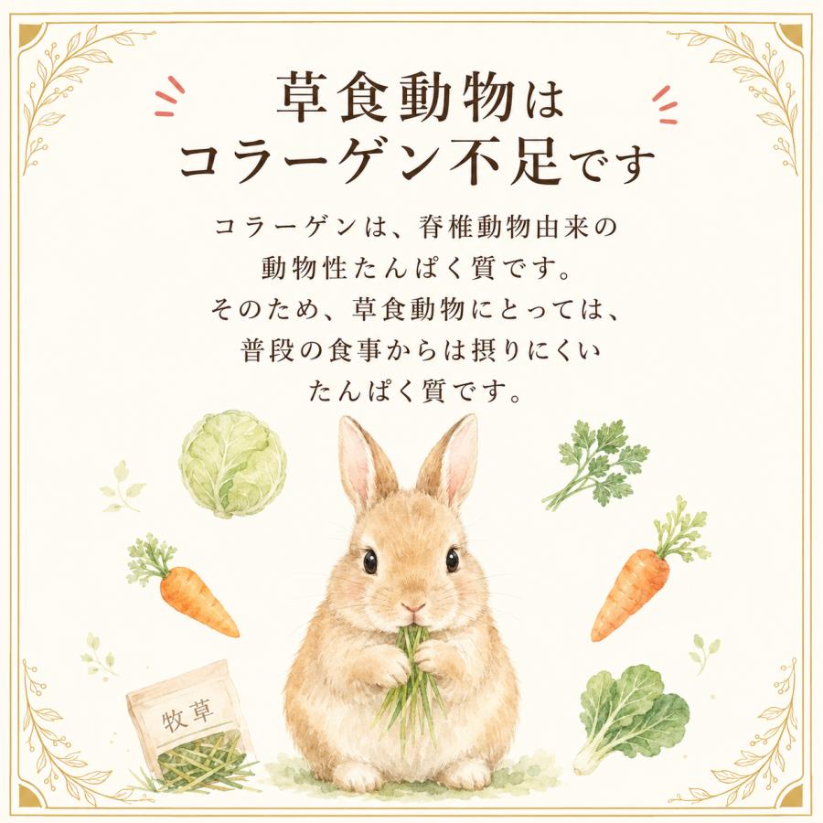 うさぎの関節に コラーゲンV.C＆グルコサミンMSM 商品 ペット用 栄養
