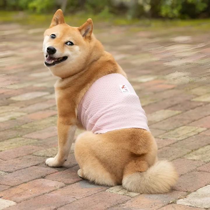 テラペット腹巻 テラヘルツ 遠赤外線 犬用はらまき M~Lサイズ : K-wan