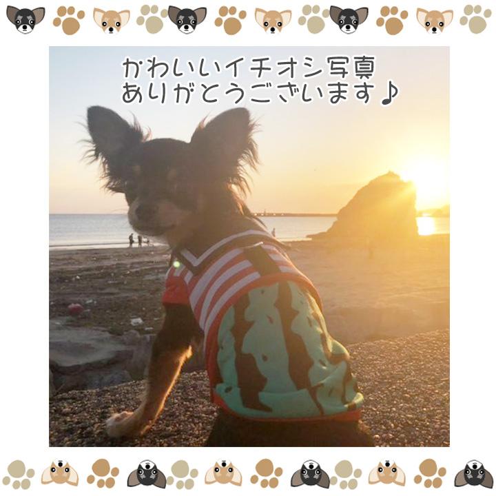 はっぴーDOG 犬 服 夏 犬服 犬の服 おしゃれトイプードル チワワ