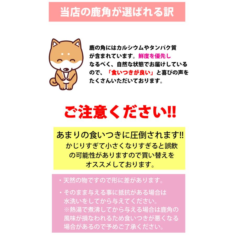 2本セット 犬 おもちゃ 鹿の角 半割ロング 北海道 鹿角 犬のおもちゃ 犬 犬用 噛む ドッグガム デンタルケア デンタル効果 口臭対策 無添加 送料無料｜k-city｜12