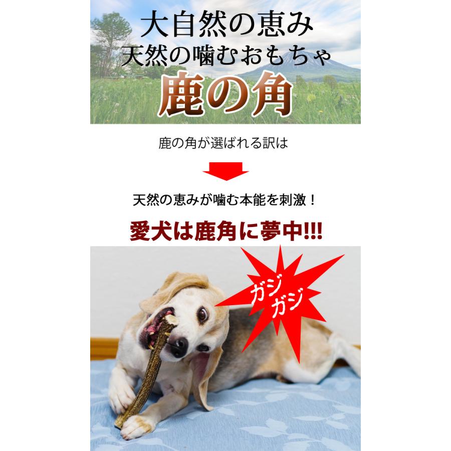 2本セット 犬 おもちゃ 鹿の角 半割ロング 北海道 鹿角 犬のおもちゃ 犬 犬用 噛む ドッグガム デンタルケア デンタル効果 口臭対策 無添加 送料無料｜k-city｜10