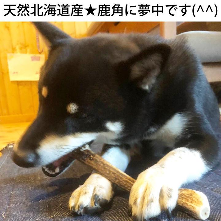 はっぴーDOG 2本セット 鹿犬 おもちゃ 鹿の角 Lサイズ 北海道 鹿角 犬