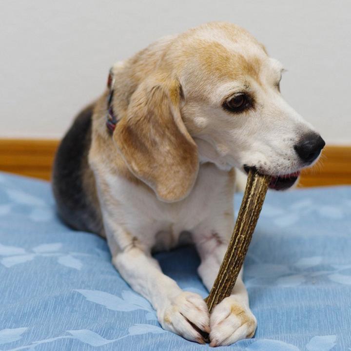 はっぴーDOG 2本セット 鹿犬 おもちゃ 鹿の角 Lサイズ 北海道 鹿角 犬
