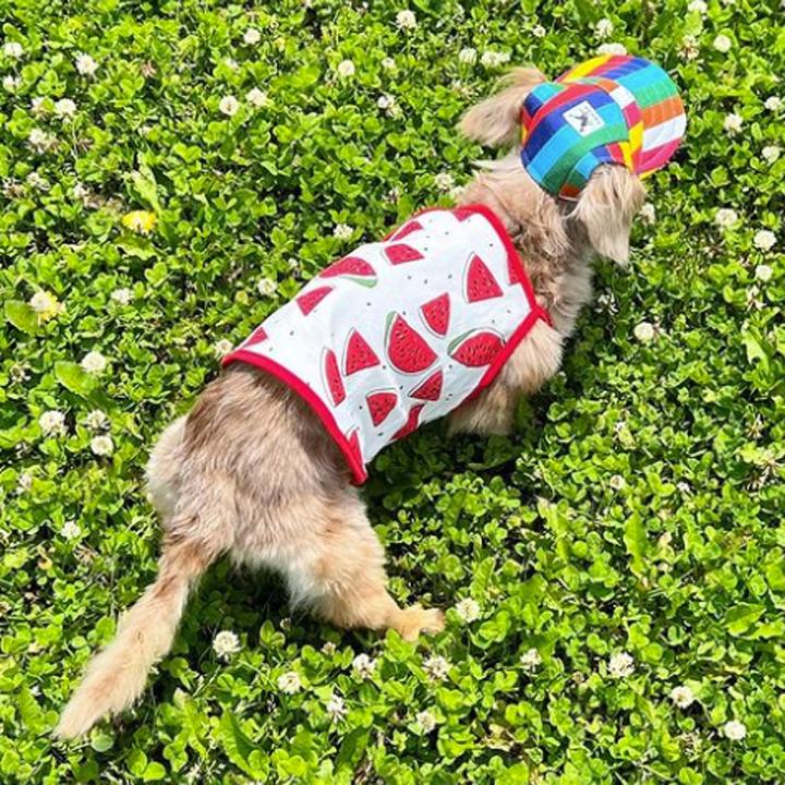はっぴーDOG ダックス 犬 服 犬服 いぬ 犬の服 キャミソール ダックス