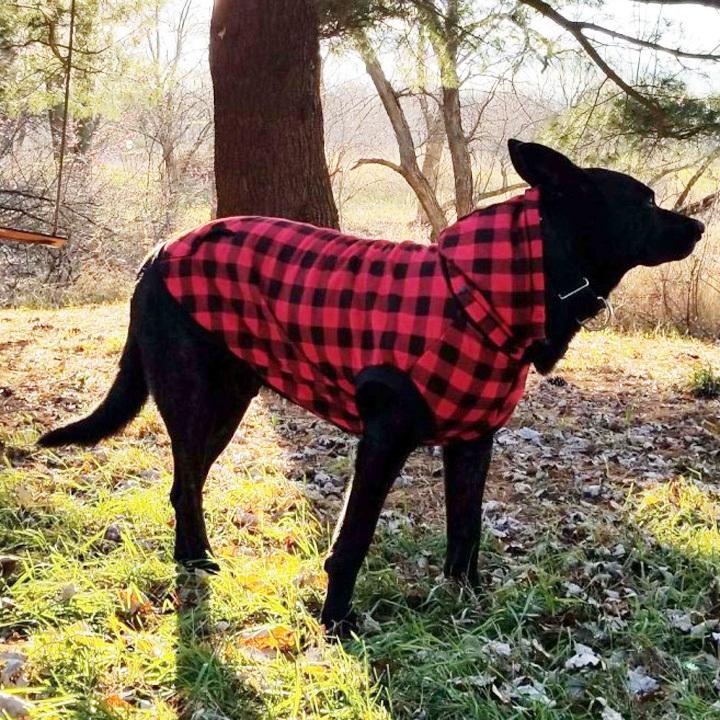はっぴーDOG 犬服 犬 服 秋冬 秋 冬 犬の服 おしゃれ トイプードル