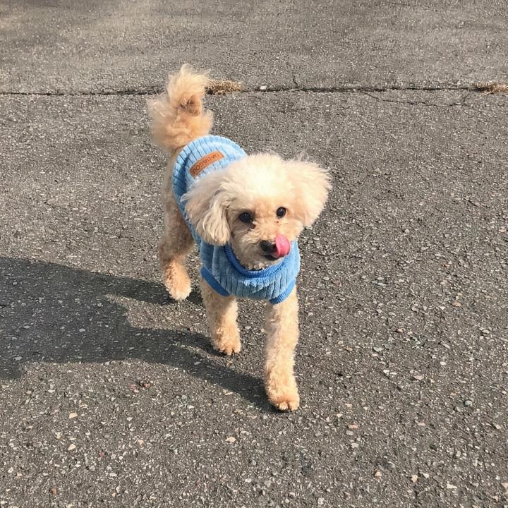 はっぴーDOG 犬 服 犬服 犬の服 【はっぴーDOG】 フリース モコモコ