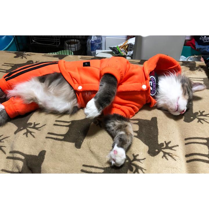 はっぴーDOG 猫 服 猫服 ネコ ねこ USA 犬の服 おしゃれトイプードル