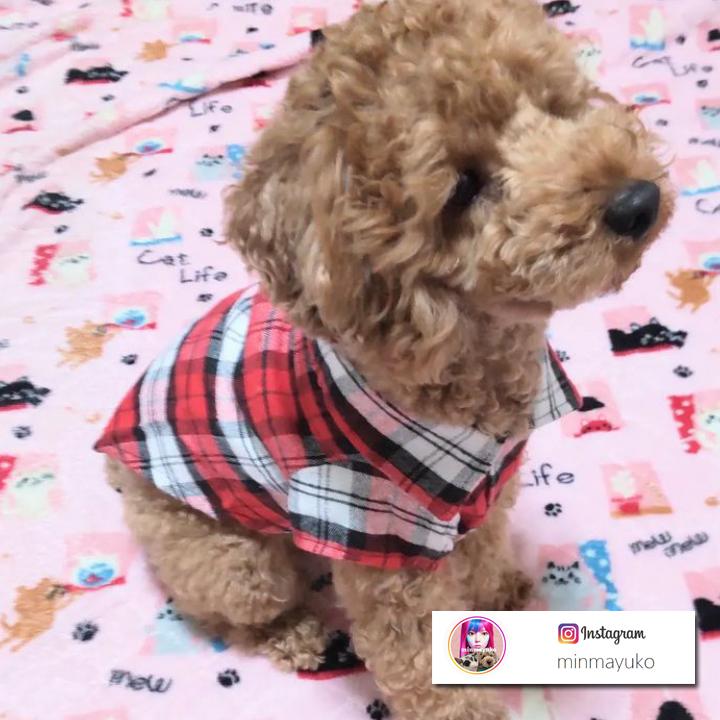 はっぴーDOG 犬服 犬 服 秋冬 秋 冬 犬の服 おしゃれ トイプードル