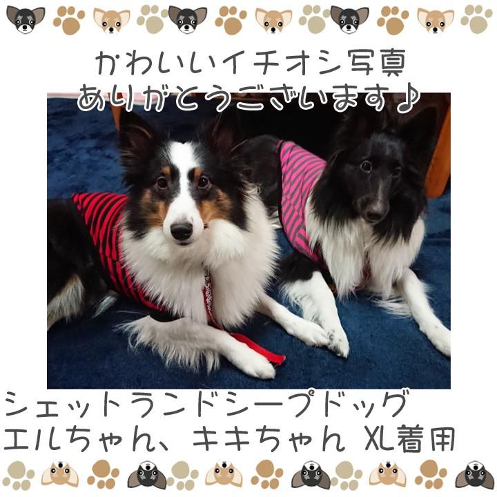 はっぴーDOG 犬 服 秋冬 秋 冬 夏 犬服 犬の服 おしゃれ トイプードル