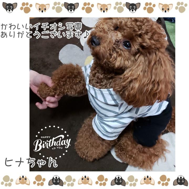 犬 服 秋冬 秋 冬 ドッグウェア 犬服 トイプードル チワワ つなぎ オーバーオール カバーオール ロンパース ボーダー｜k-city｜16