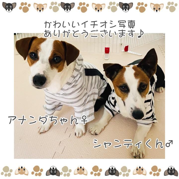 犬 服 秋冬 秋 冬 ドッグウェア 犬服 トイプードル チワワ つなぎ オーバーオール カバーオール ロンパース ボーダー｜k-city｜23