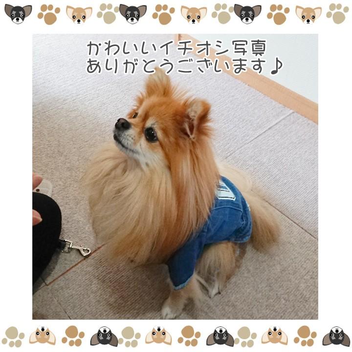 はっぴーDOG 犬服 犬 服 秋冬 秋 冬 犬の服 おしゃれ トイプードル