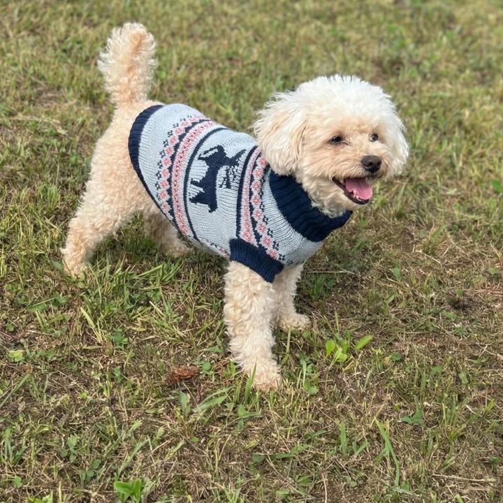 はっぴーDOG 犬 服 犬服 犬の服 【はっぴーDOG】 セーター ニット 生地