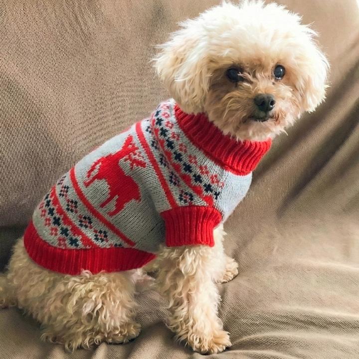 はっぴーDOG 犬 服 犬服 犬の服 【はっぴーDOG】 セーター ニット 生地