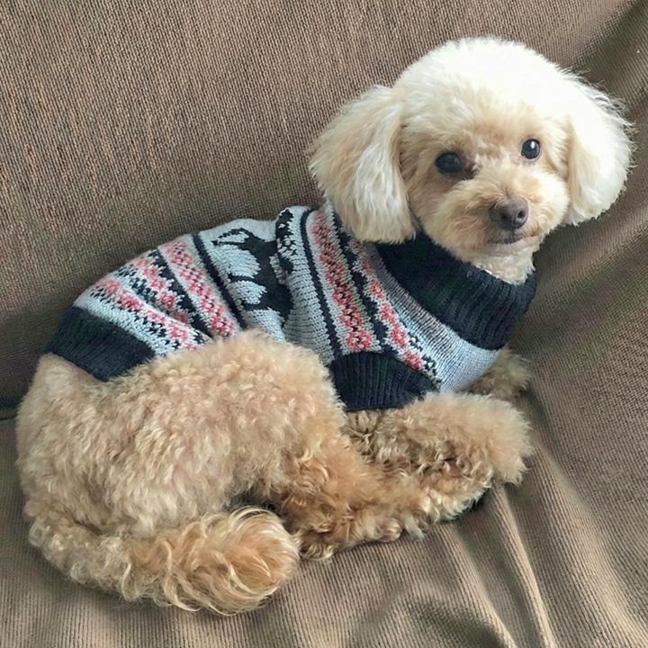 はっぴーDOG 犬 服 犬服 犬の服 【はっぴーDOG】 セーター ニット 生地