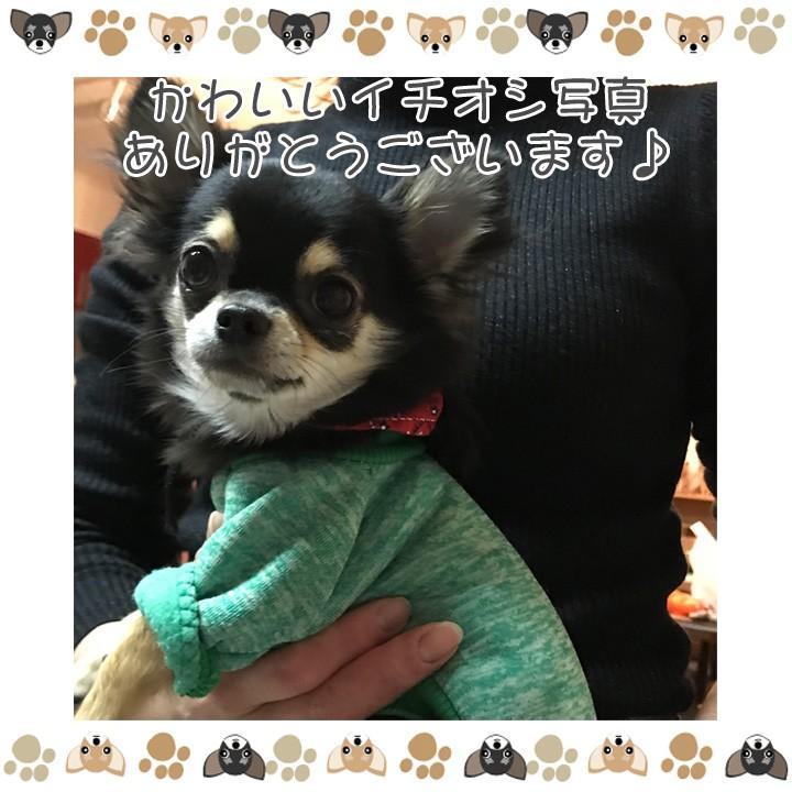 はっぴーDOG 犬服 犬 服 秋冬 秋 冬 犬の服 おしゃれ トイプードル