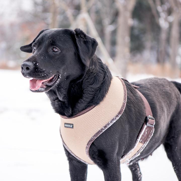 大型犬胴輪 大型犬胴輪