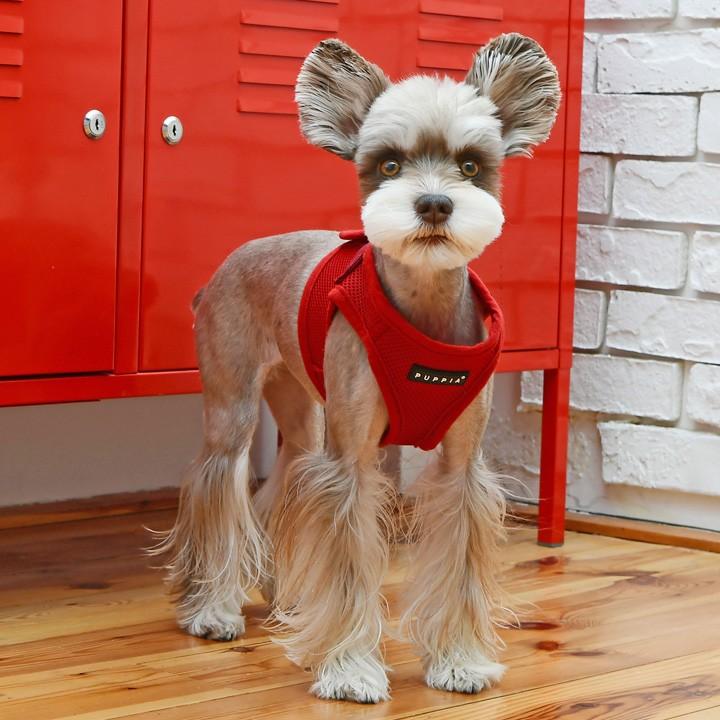 犬 服 夏 ソフトベストハーネス XL PUPPIA パピア 正規品 ハーネス 胴