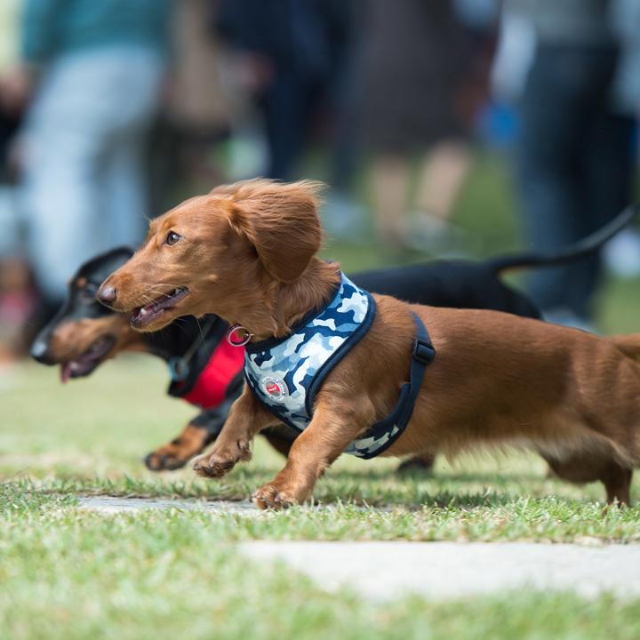 ハーネス ダックス 犬 首の負担が少ない 小型犬 中型犬 子犬 パピア PUPPIA 可愛い ファッション ハーネス犬用 犬のハーネス 柔らかい ベストハーネス パピー 超｜k-city｜02