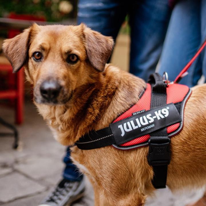 はっぴーDOG ハーネス 犬 Julius-K9 ユリウスケーナイン メッシュ