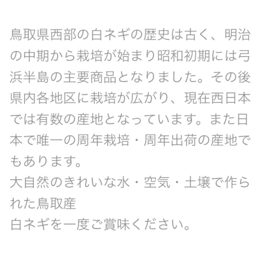 白ネギ 鳥取県産 3kg 2〜3本束10入り 白ねぎ 白葱 長ネギ 長ねぎ