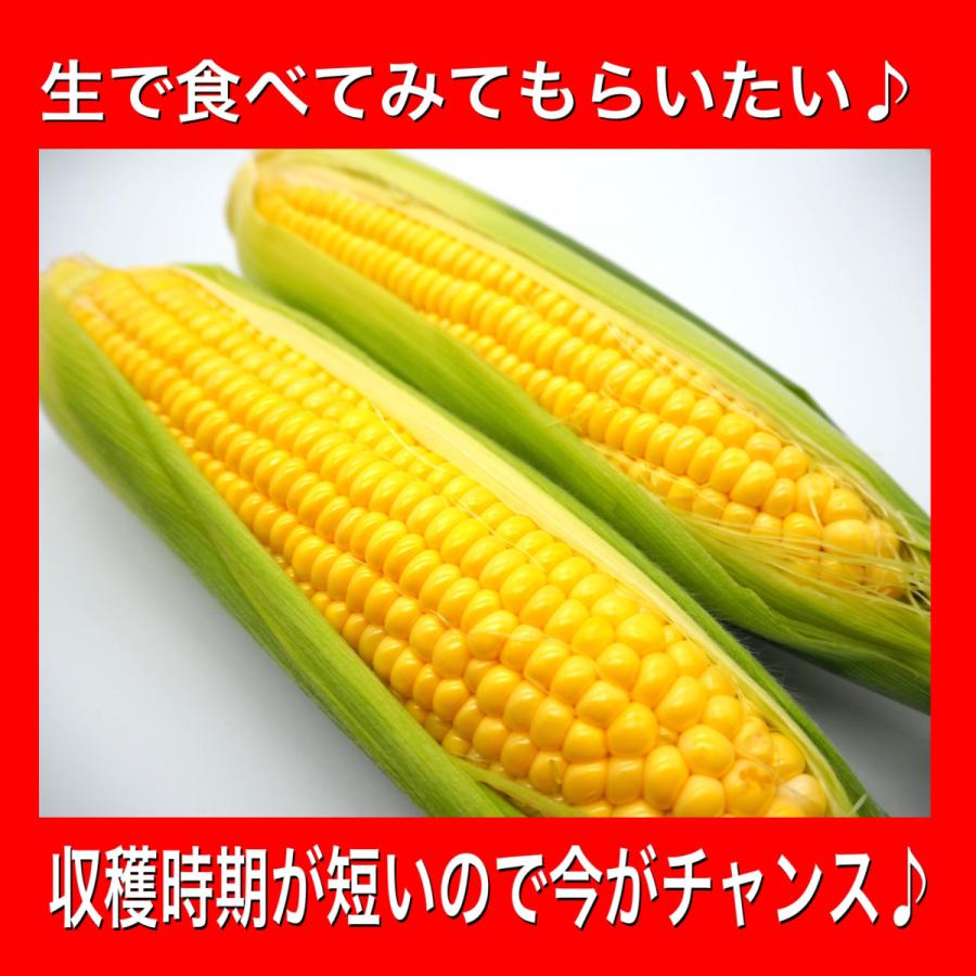 楽天1位 とうもろこし トウモロコシ ゴールドラッシュ もろこし スイートコーン q 野菜 果物 お中元 プレゼント 贈り物 フルーツコーン レンジ レシピ 人気 ご飯 保存 Whitesforracialequity Org