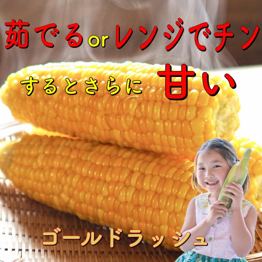楽天1位 とうもろこし トウモロコシ ゴールドラッシュ もろこし スイートコーン q 野菜 果物 お中元 プレゼント 贈り物 フルーツコーン レンジ レシピ 人気 ご飯 保存 Whitesforracialequity Org