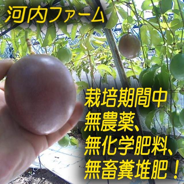 パッションフルーツ『訳あり1Kg』超有機栽培 種子島産 トロピカルフルーツ :PASSYON-MSW1:河内ファームYahoo!店 - 通販 - Yahoo!ショッピング パッションフルーツ『訳あり1Kg』超有機栽培 種子島産 トロピカルフルーツ :PASSYON-MSW1:河内ファームYahoo!店 - 通販 - Yahoo!ショッピング