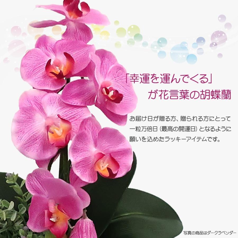 神戸花物語 開運胡蝶蘭 一粒万倍ダブルハッピーポット ミディ胡蝶蘭 CT