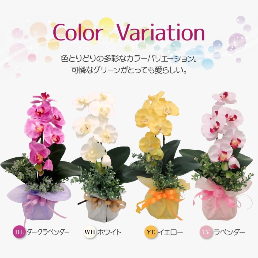 神戸花物語 開運胡蝶蘭 一粒万倍ダブルハッピーポット ミディ胡蝶蘭 CT