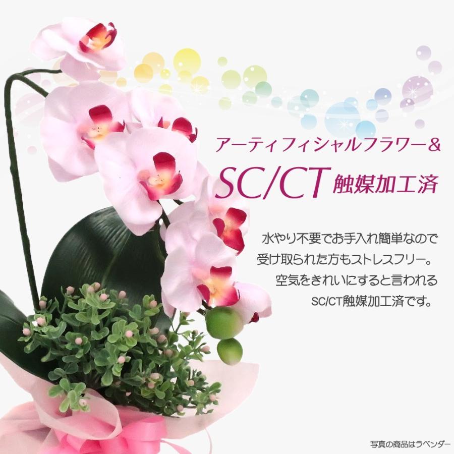 神戸花物語 開運胡蝶蘭 一粒万倍ダブルハッピーポット ミディ胡蝶蘭 CT